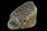 Fossil Palaeoloxodon (Mammoth Relative) M Molar - Hungary #123646-2